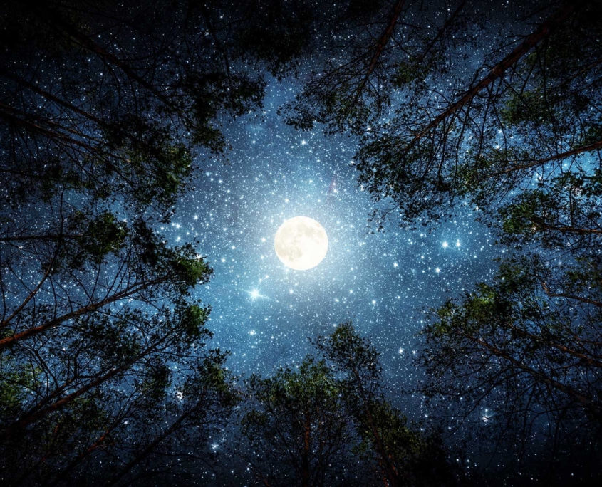 Online Tarot Reading - Moon and starsabove evergreen trees